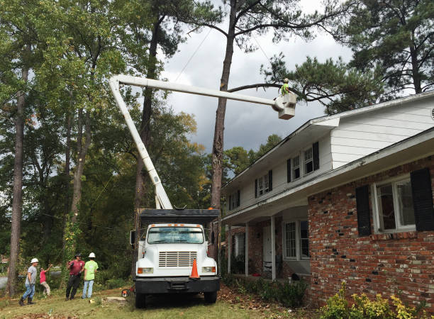 Best Tree Risk Assessment  in Elk Ridge, UT